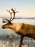 Bull+caribou+on+display+at+a+museum.+