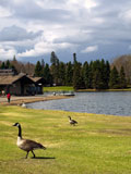 Canadian+Geese+feeding+and+lounging+in+a+park+early+in+the+spring.+