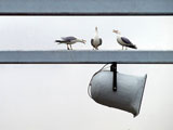Seagulls+arguing+aggressively+over+a+loudspeaker.+