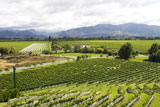 vineyard+in+New+Zealand+with+rows+of+sauvignon+and+pinot+noir+