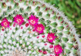 Close-up+of+a+cactus+Mammillaria+hahniana+flowers.+