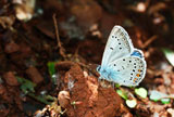 Amanda%27s+Blue+%28Polyommatus+amanda%29+male+butterfly+sucking+moist+from+wet+ground.+