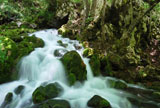 Water+spring+with+cascade+in+the+forest+surrounded+by+rocks%2C+trees+and+moss.+