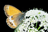 Pearly+Heath+%28Coenonympha+arcania%29+butterfly+feeding+isolated+over+black+background.+