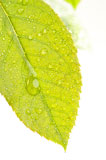 Close+Up+Leaf+%26+Water+Drops+with+Narrow+dof.