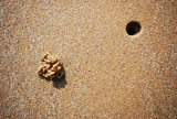 minimal+photo+of+a+rock+worm+on+a+beach+