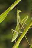 Praying+Mantis+against+a+green+background+with+narrow+depth+of+field.