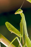 Praying+Mantis+against+a+green+background+with+narrow+depth+of+field.