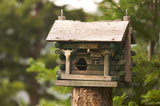 Rustic+Birdhouse+Amongst+Pine+Trees