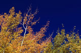 Colorful+Aspen+Pines+Against+Deep+Blue+Sky