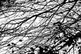 Black+and+White+Cut+Out+of+Branches+