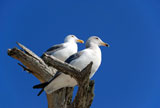 Two+seagulls+standing+on+the+tree+shown+against+blue+sky.+