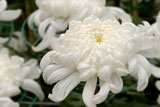 It+is+a+snow+white+and+very+big+chrysanthemum+in+Taiwan%2C+a+beautiful+flower.+