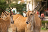 Common+Eland+is+a+kind+of+sheep+in+Africa%2C+he+was+looking+his+partner+and+seemed+so+lovely+and+peace.+
