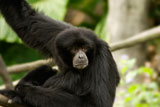 Siamang+was+endangered+species+of+protected+wild+animals+in+Asian+tropical+rainforest.+His+innocent+eyes+looked+at+the+direction+of+unknow+was+portrayal+of+wildlife+future.+