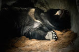 Formosa+black+bear+is+a+kind+of+rare+animal+in+Taiwan.+See%2C+he+sleeped+so+deeply+liked+baby.+