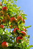 Organic+ripe+apples+ready+to+pick+on+tree+branches+