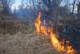 Fire+is+burning+dry+grass+and+bushes.+