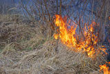 Fire+is+burning+dry+grass+and+bushes.+