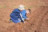 Two+cute+boys+playing+and+sowing+onion.+