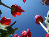 tulips+seen+from+below+against+a+deep+blue+sky+
