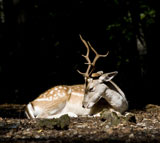White+Tail+Deer+Buck+