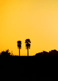 Two+palm+tree+silhouettes+against+orange+sunset+sky+on+California+coast.+