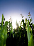 Corn+field+against+the+sun
