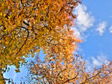 Beautiful++autumn+tree
