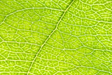 green+leaf+vein
