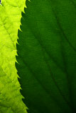 green+leaf+vein