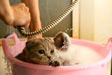 wash+cat