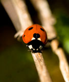 Red+ladybug+macro