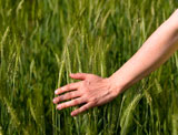 Woman+hand+in+barley+field