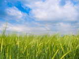 Green+barley+field