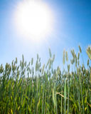 Wheat+field+and+sun