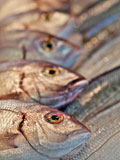 sea+bass+fishes++at+market+for+sale