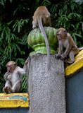 macaque+monkey