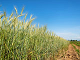 Green+wheat+field