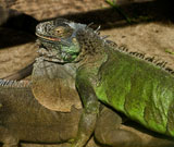 iguana+lizards