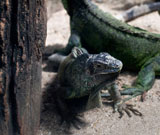 iguana+lizard