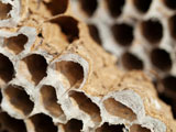 Honey+bees+nest