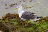 Gull+by+water