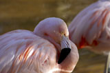 Pink+flamingo