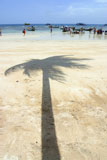 Palm+tree+shadow