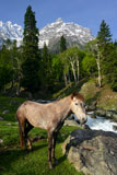 Horse+in+the+mountains+