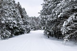 Winter+landscape+with+snowy+trees+and+snowmobile+path+