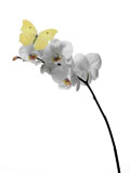 butterfly+on+an+orchid+
