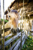 A+close+up+image+of+a+horse+in+Norway+
