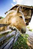 A+close+up+image+of+a+horse+in+Norway+